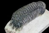 Crotalocephalina Trilobite - Foum Zguid, Morocco #69608-4